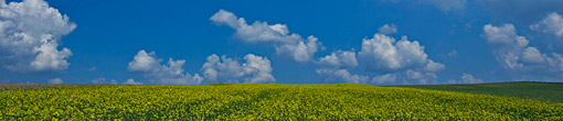 Flower Field